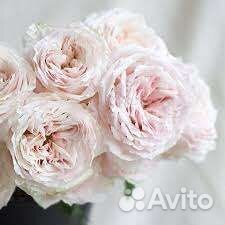 Розы Япония 13 сортов