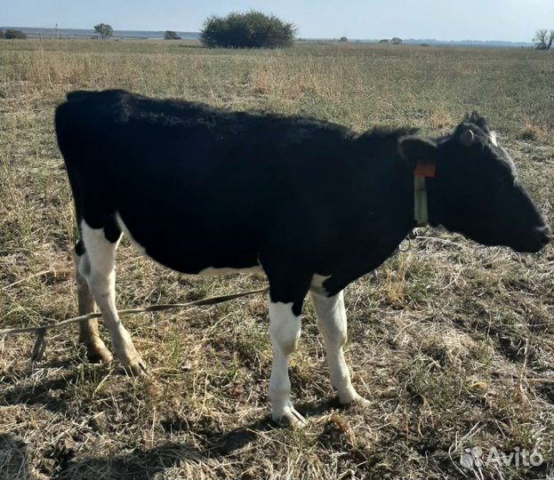 Корова и быки