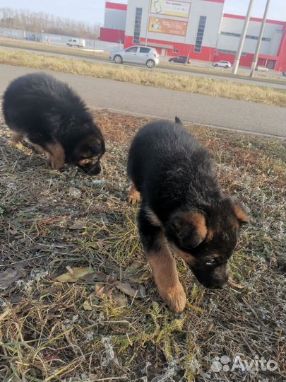 Щенки немецкой овчарки