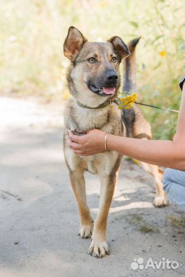 Собака - эффи