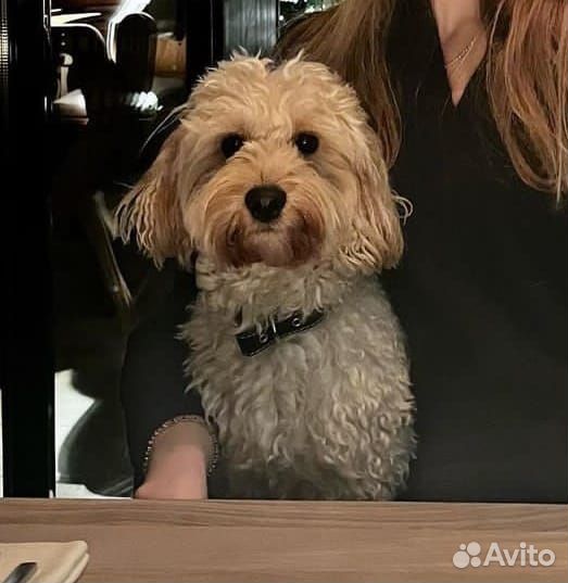 Выгул собак