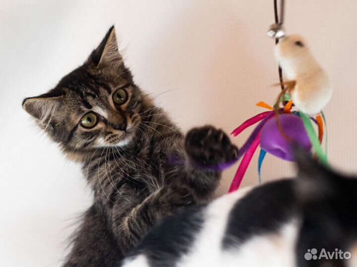 Котёнок 3 месяцев