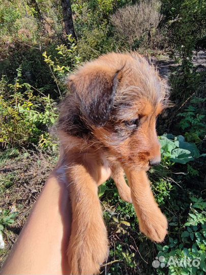 Маленькая порода собак