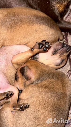 Щенки той-терьера