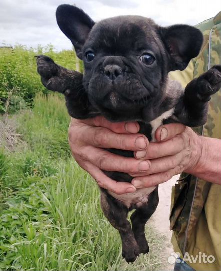Французский бульдог