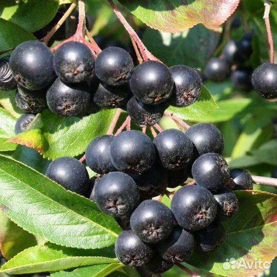 Черноплодная рябина(арония) саженцы