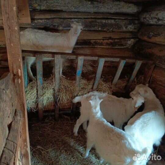 Козлята ламанча