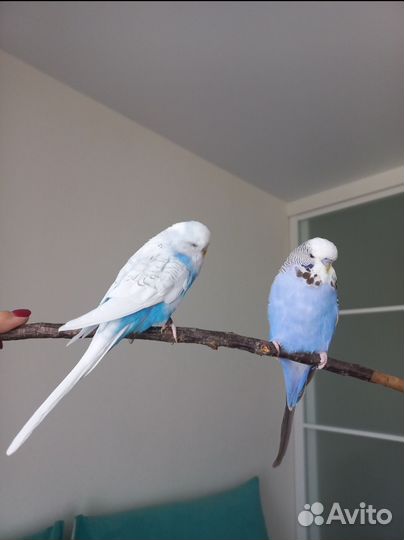 Бронь Выставочные волнистые попугаи чехи