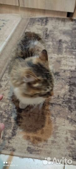 Отдам кота в добрые руки