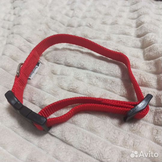 Ошейник и шлейка для собак