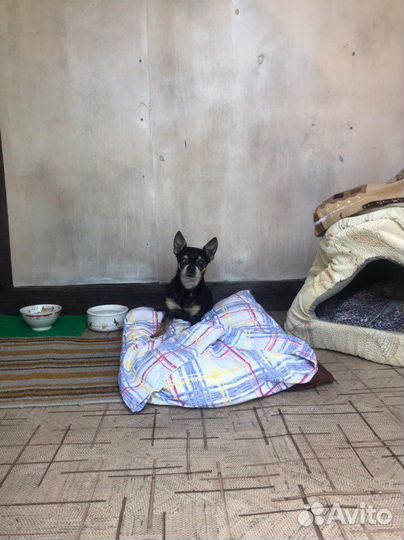 Гостиница для животных