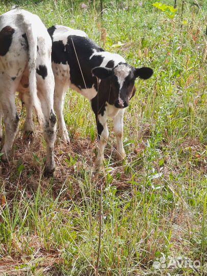 Продам телок