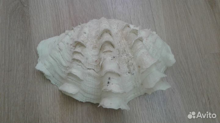 Раковины из Таиланда большие +