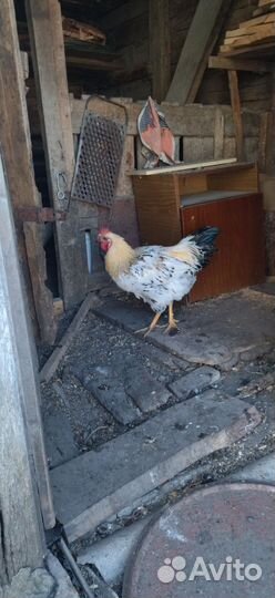 Молодые петухи