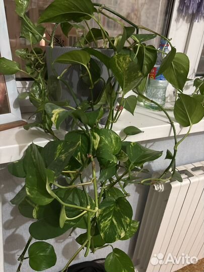 Ростки сциндапсуса