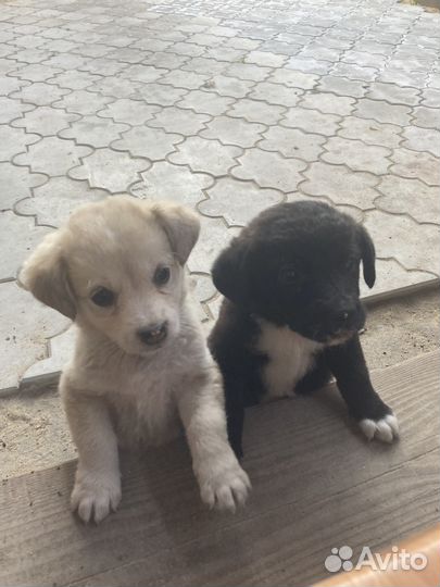 Щенки хаски+дворняжки