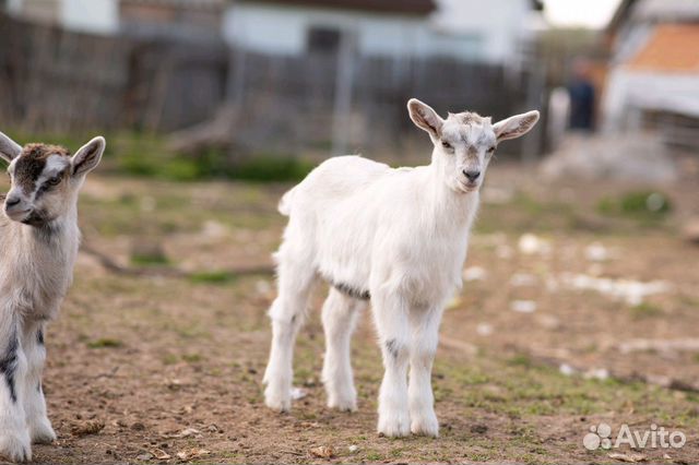 Коза на траве. Goats. Козленок сидит. Goat person.