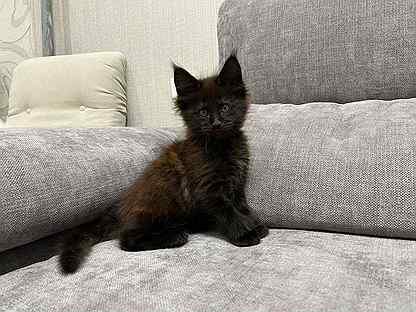 Котик мейн-кун чёрный