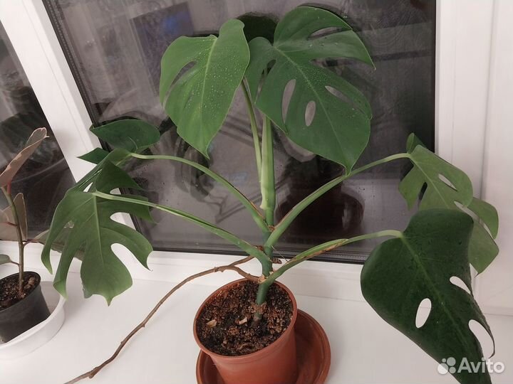 Монстера делициоза