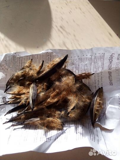 Семена олеандра