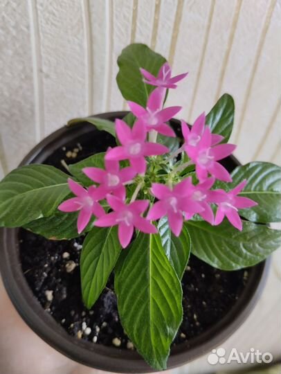 Растение пентас