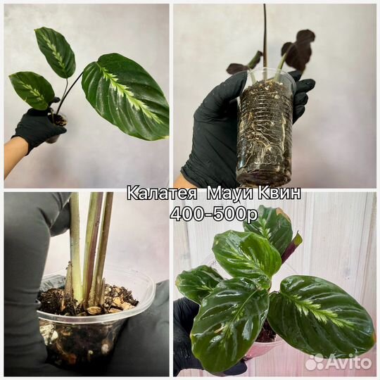 Калатея Марион, Кеннеди, Варшевича, Мауи Квин