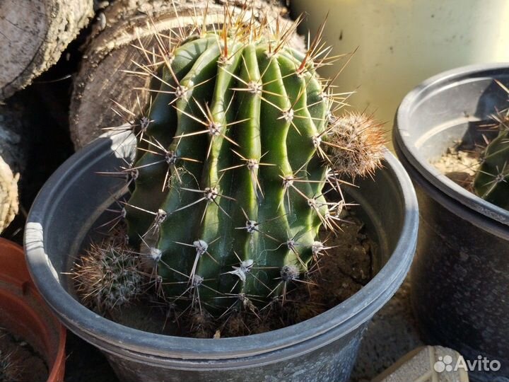 Кактус эхинопсис