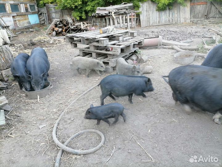 Вьетнамец+мангалица