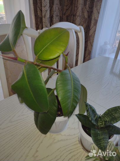 Комнатные растения цветы