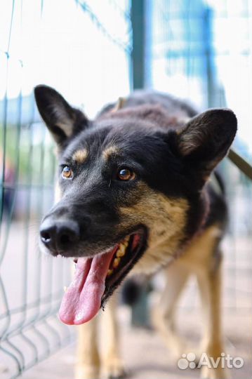 Собака Ричард в поисках дома