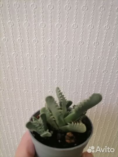 Суккуленты