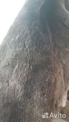 Шкура бобра