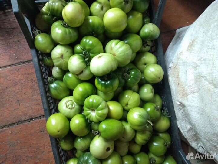 Продам помидоры