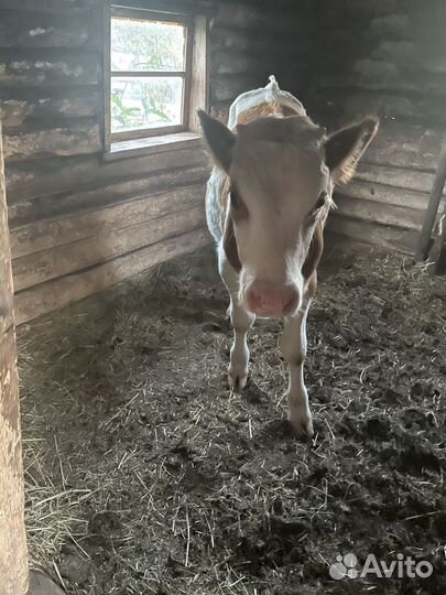 Бычки телята