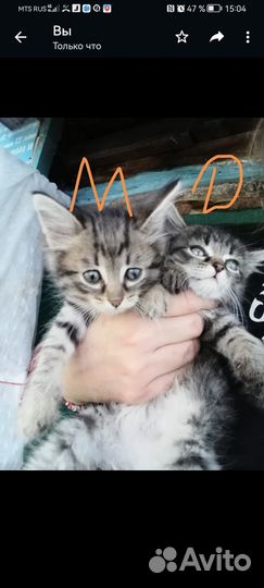 Отдам котят в добрые руки