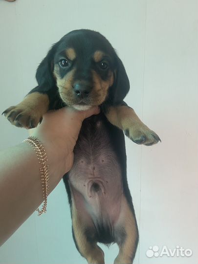 Собаки щенки таксы