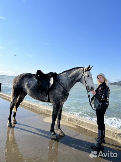 Продам лошадь