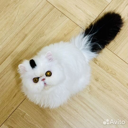 Персидский кот