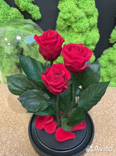 Роза В колбе