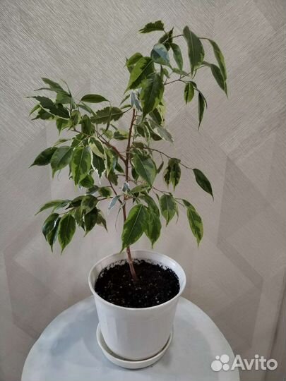 Сортовые фикусы