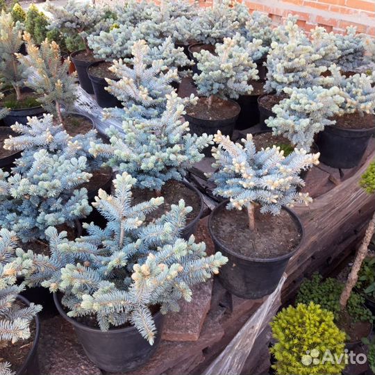 Хвойные растения