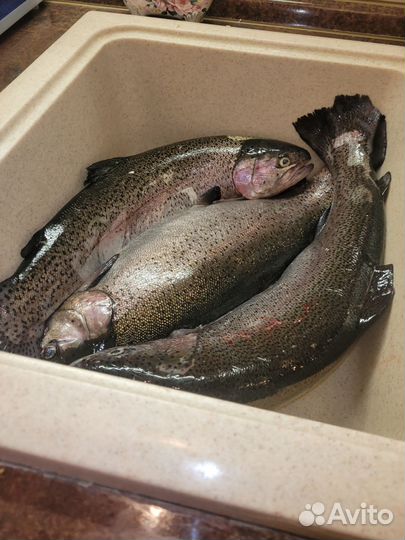 Форель свежемороженая. Свежая форель