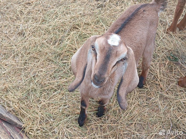 Продам козочек