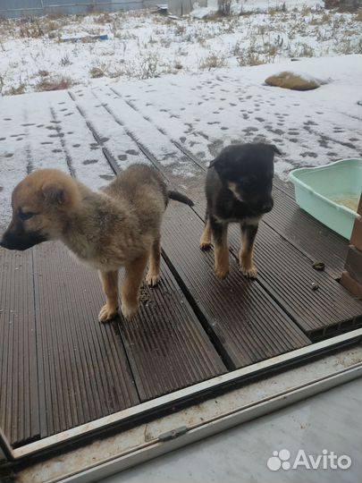 Щенки немецкой овчарки