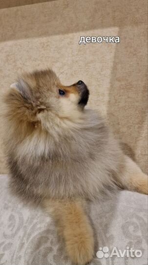 Щенки Шпицуль медвежьего,лисьего типа