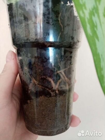 Комнатные растения. Аглаонема