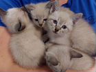 Сиамско-тайские котята, девочки объявление продам