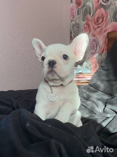 Ищем жениха