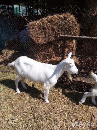 Коза дойная