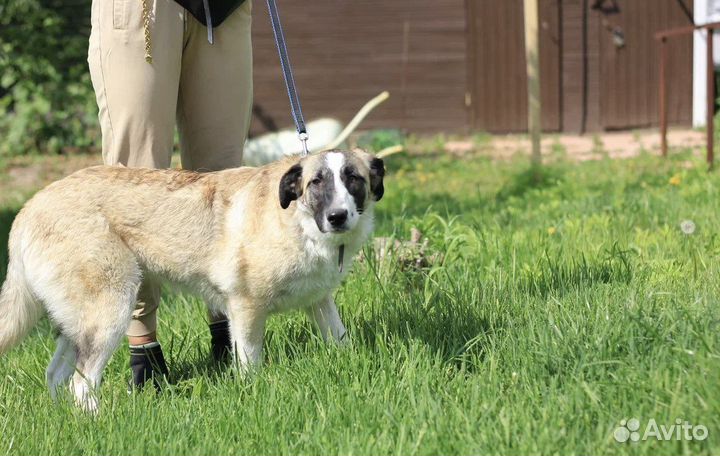 Русская псовая борзая